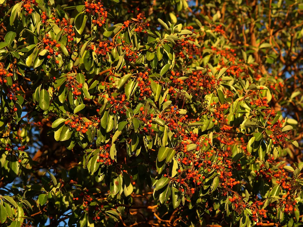 Pacific Madrone (Arbutus Menziesii) — Regular watering is essential during the young tree phase; illustrating moderate drought tolerance once, image 89