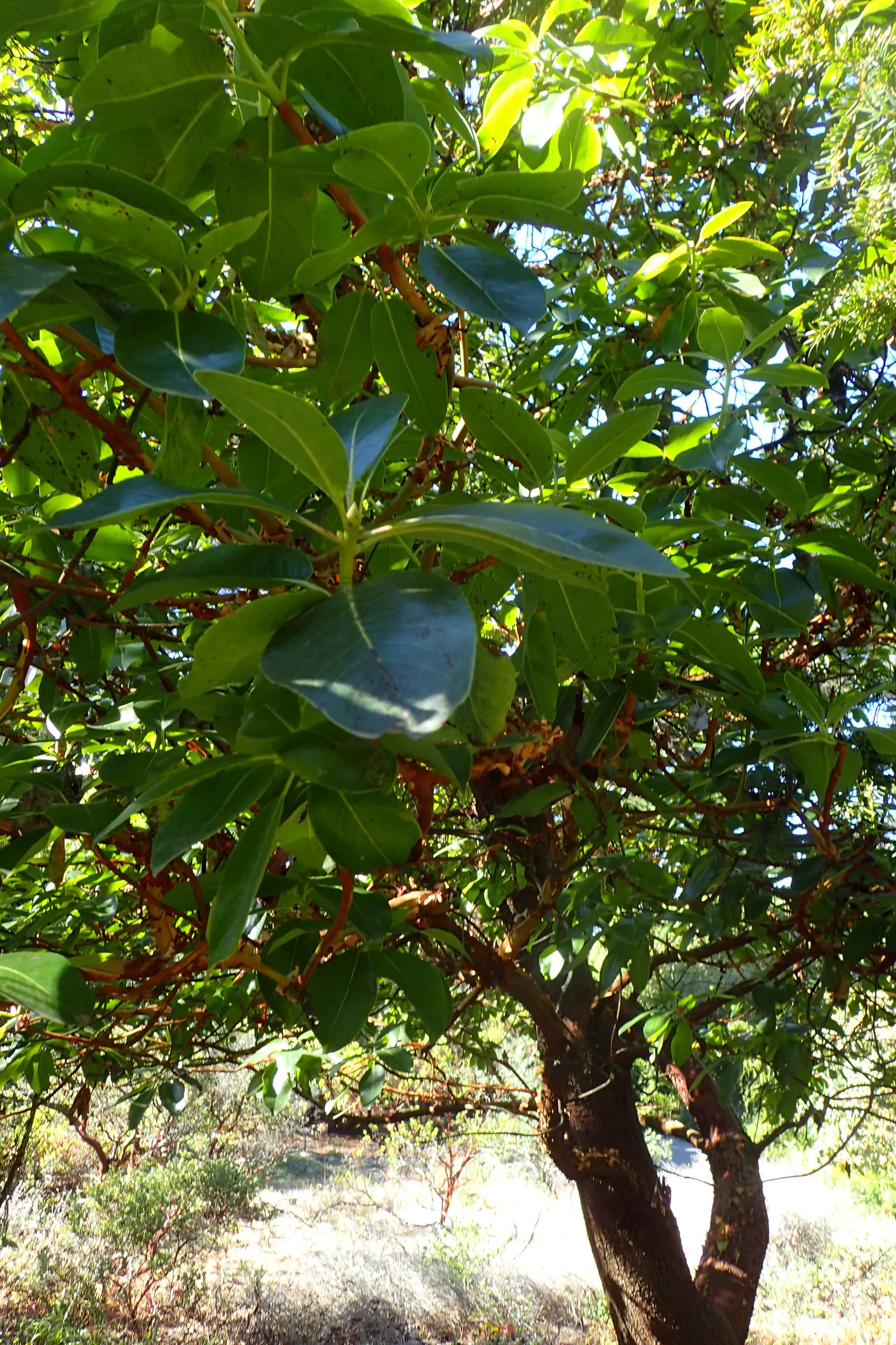 Pacific Madrone (Arbutus Menziesii) — ideal for an architecturally interesting focal point in your landscape; it grows 50-100 ft tall and 20-30 ft wide