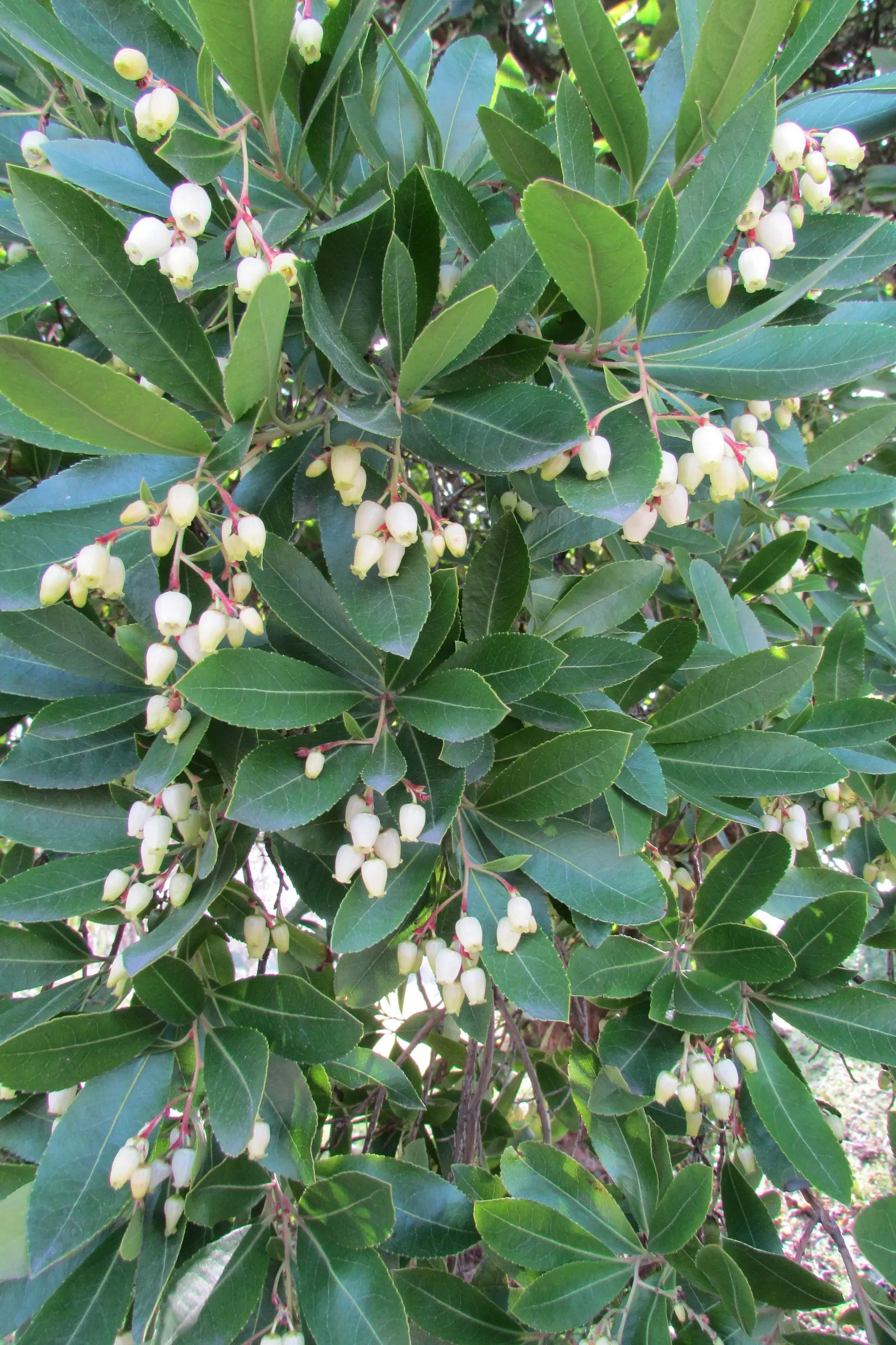 Pacific Madrone (Arbutus Menziesii) — ideal for an architecturally interesting focal point in your landscape; it grows 50-100 ft tall and 20-30 ft, image 74