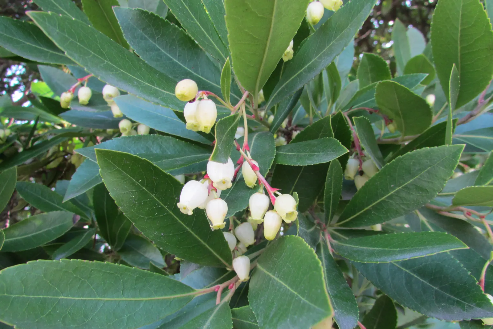 Pacific Madrone (Arbutus Menziesii) — <br><br>The foliage consists of leathery; followed by orange-red berries, image 83