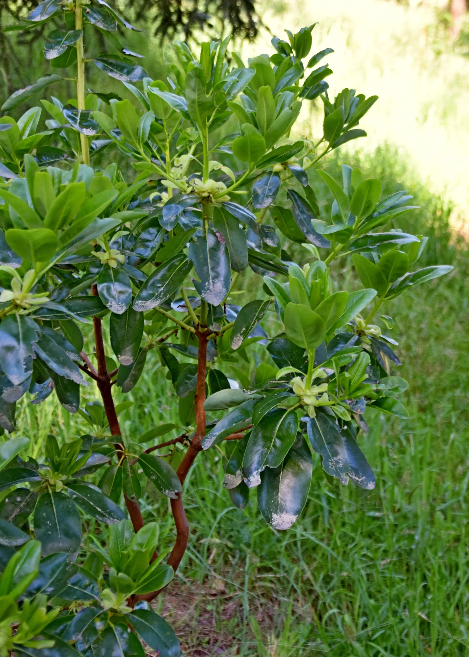 Pacific Madrone (Arbutus Menziesii) — new greenish or cinnamon-colored bark beneath; oblong leaves measuring 3 to 6 inches long, image 113