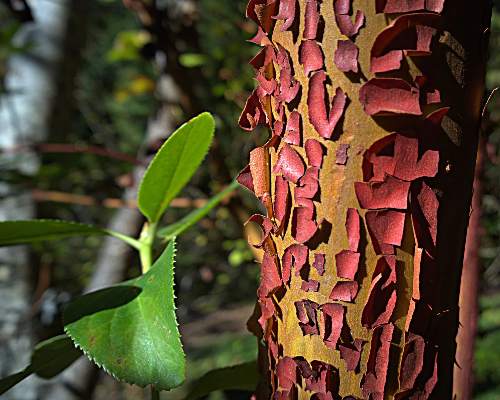 Pacific Madrone (Arbutus Menziesii) — <br><br>The foliage consists of leathery