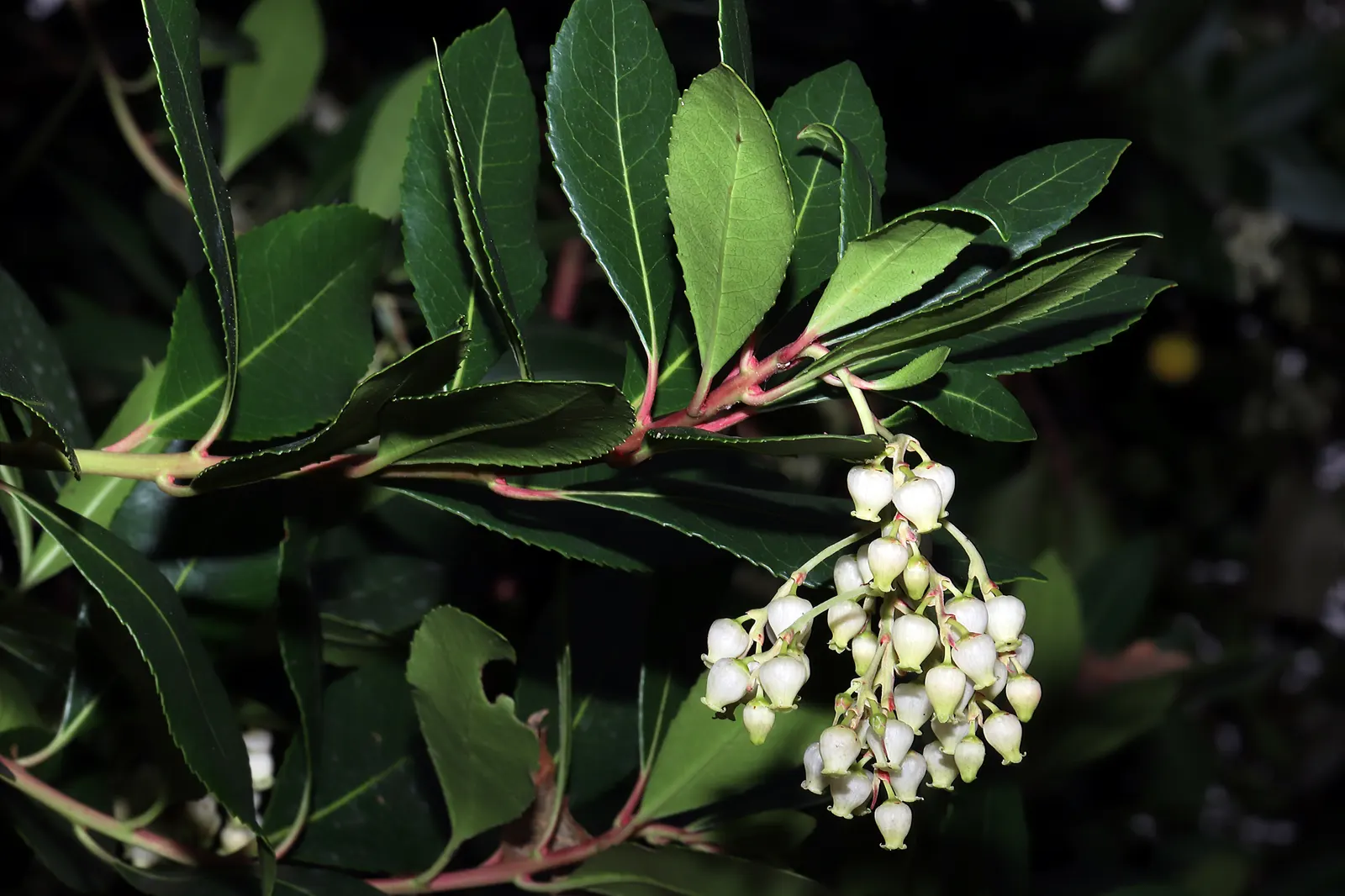 Pacific Madrone (Arbutus Menziesii) — shrub / tree for half or shade; providing year-round interest and a habitat for beneficial fauna, image 96