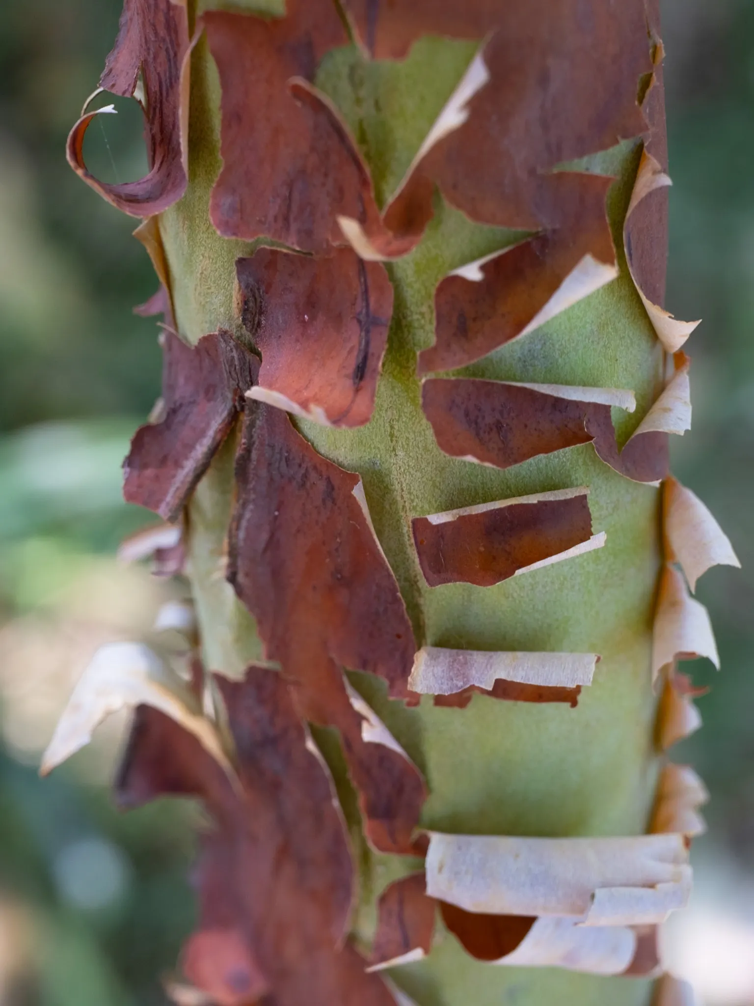 Pacific Madrone (Arbutus Menziesii) — which aligns with conservation principles and low water-use landscaping; transitioning to minimal watering regimen once
