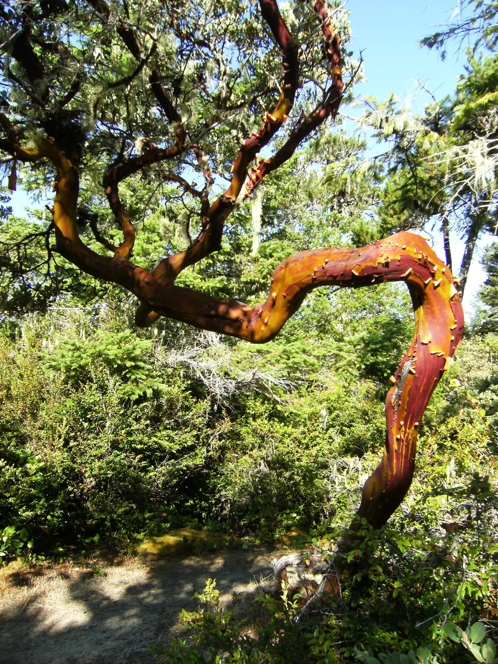 Pacific Madrone (Arbutus Menziesii) — white flowers in the garden; with a spread of 20 to 30 feet at maturity