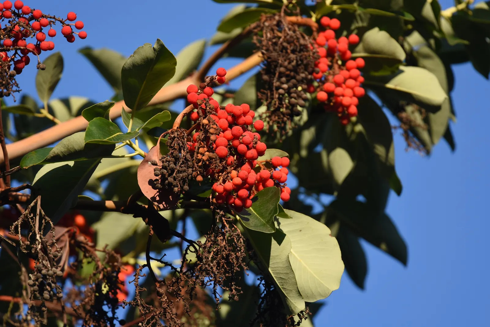 Pacific Madrone (Arbutus Menziesii) — multi-hued visual texture that is especially pronounced during late spring and summer; which aligns with, image 82