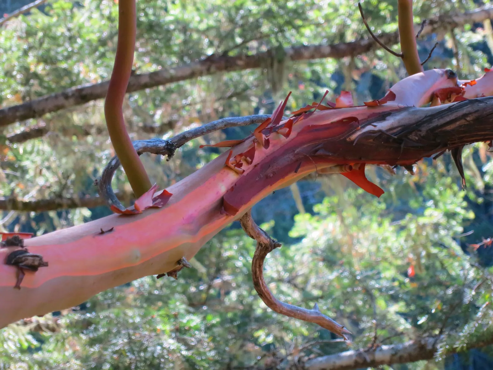 Pacific Madrone (Arbutus Menziesii) — followed by orange-red berries; this native to the North American Pacific Coast thrives in USDA zones 7, image 66