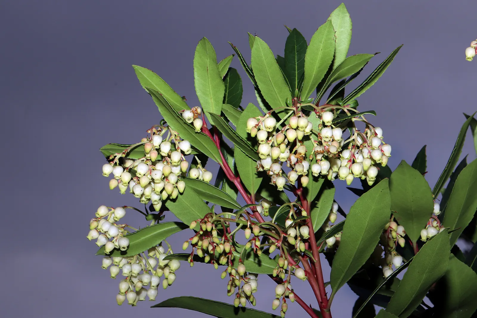 Pacific Madrone (Arbutus Menziesii) — Ideal for large spaces and native plant landscapes; pacific Madrones grow to a height of 50 to 100 feet, image 103