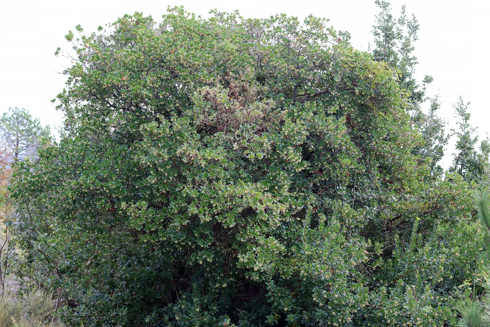 Pacific Madrone (Arbutus Menziesii) — attracting hummingbirds and bees; white flowers in the garden