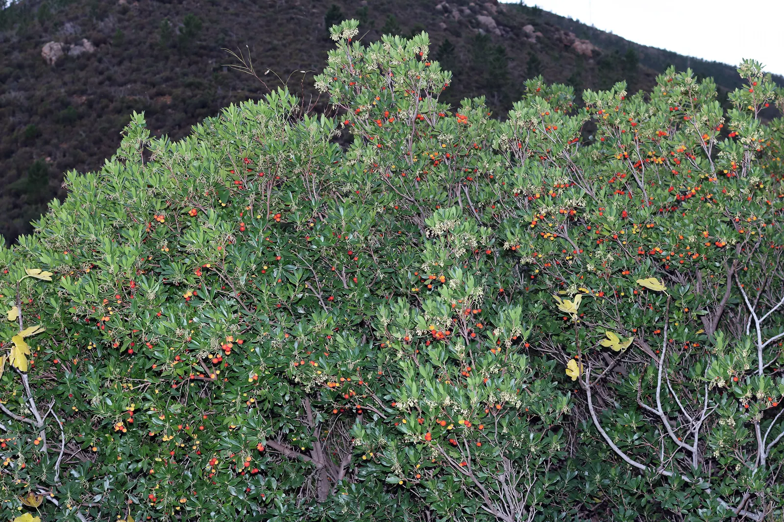 Pacific Madrone (Arbutus Menziesii) — dark green upper surface and a paler underside; their reddish-brown bark peels away in thin layers