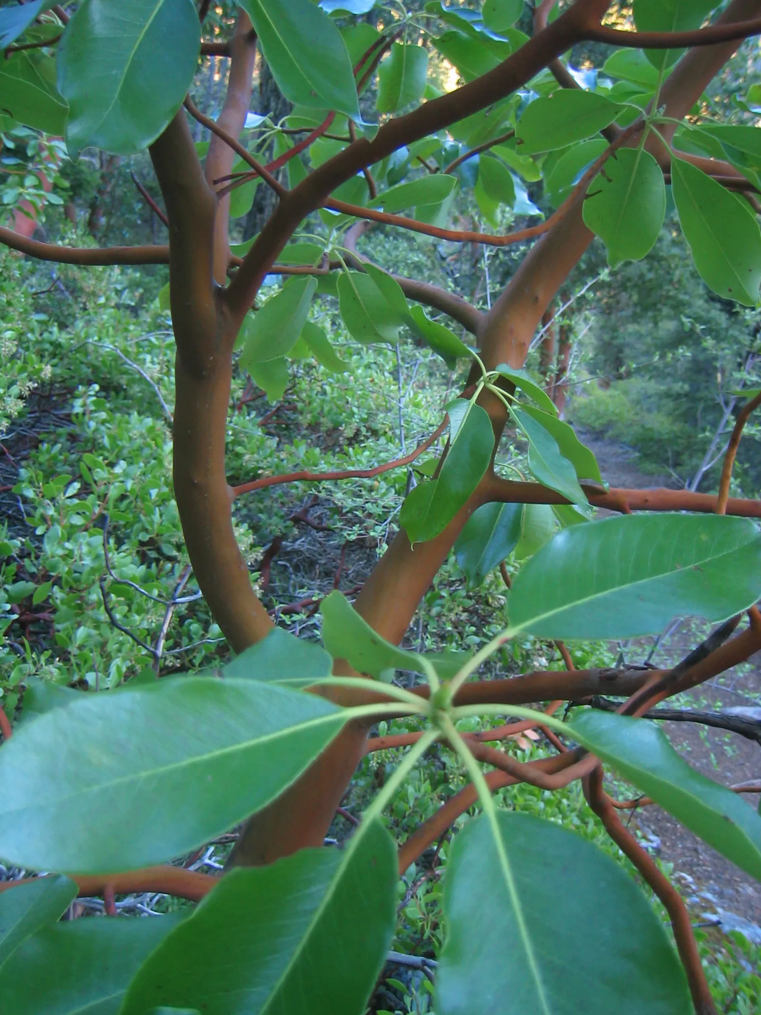 Pacific Madrone (Arbutus Menziesii) — with a spread of 20 to 30 feet at maturity