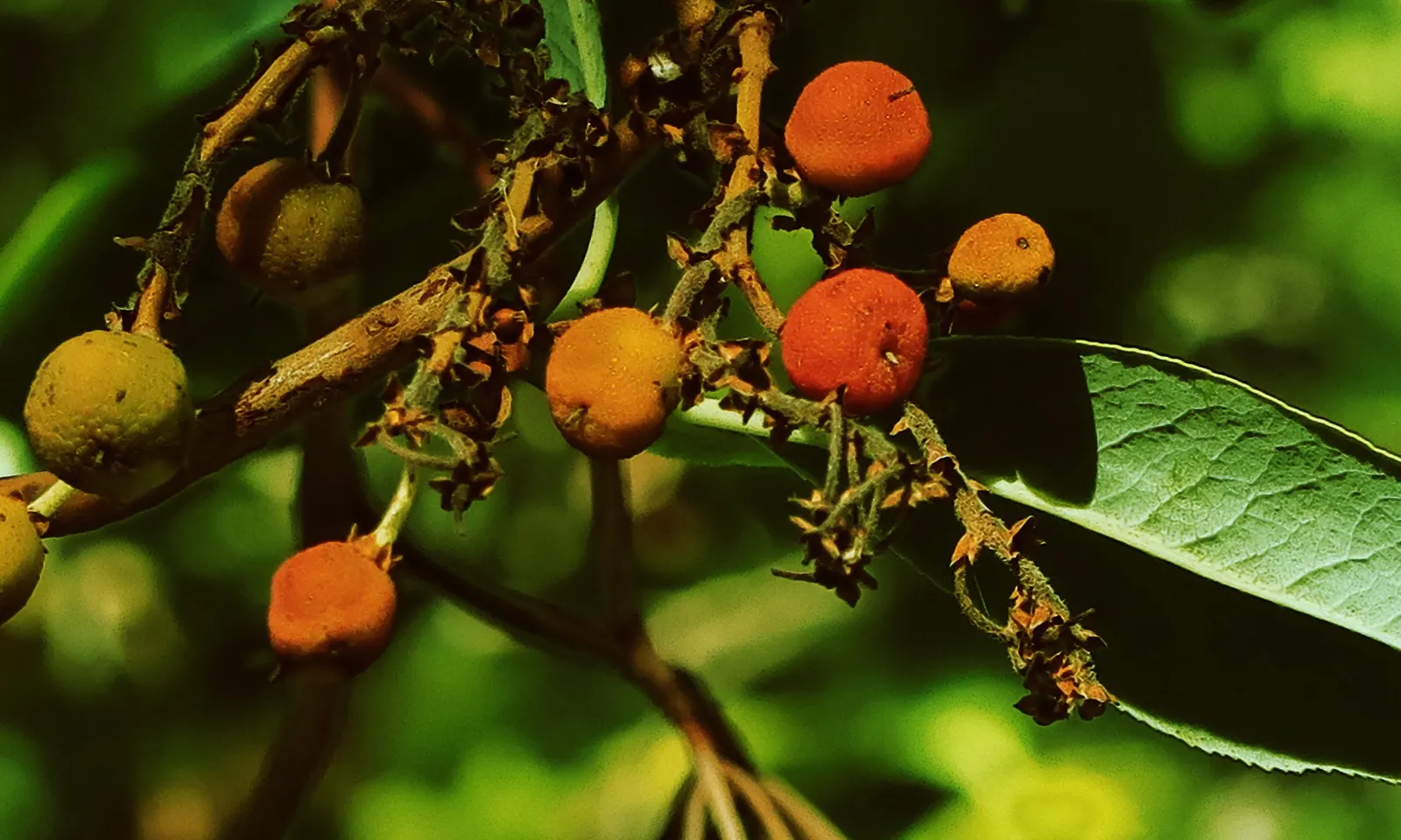 Pacific Madrone (Arbutus Menziesii) — Provide ample space to showcase its sculptural form and peeling bark; shrub / tree for half or shade, image 101
