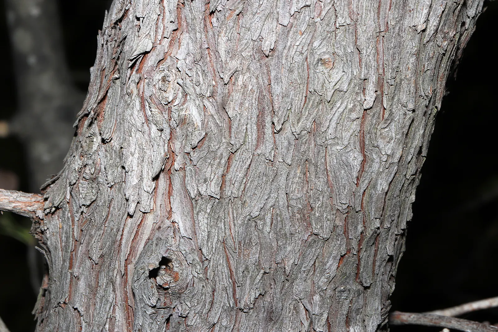 Pacific Madrone (Arbutus Menziesii) — This striking specimen surely will be a highlight within the client's garden; the Pacific Madrone (Arbutus menziesii) is