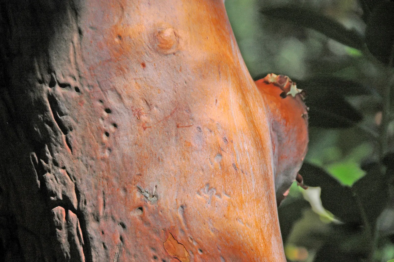 Pacific Madrone (Arbutus Menziesii) — Preferring well-drained soil, it's drought-tolerant once established; regular watering is essential during, image 68