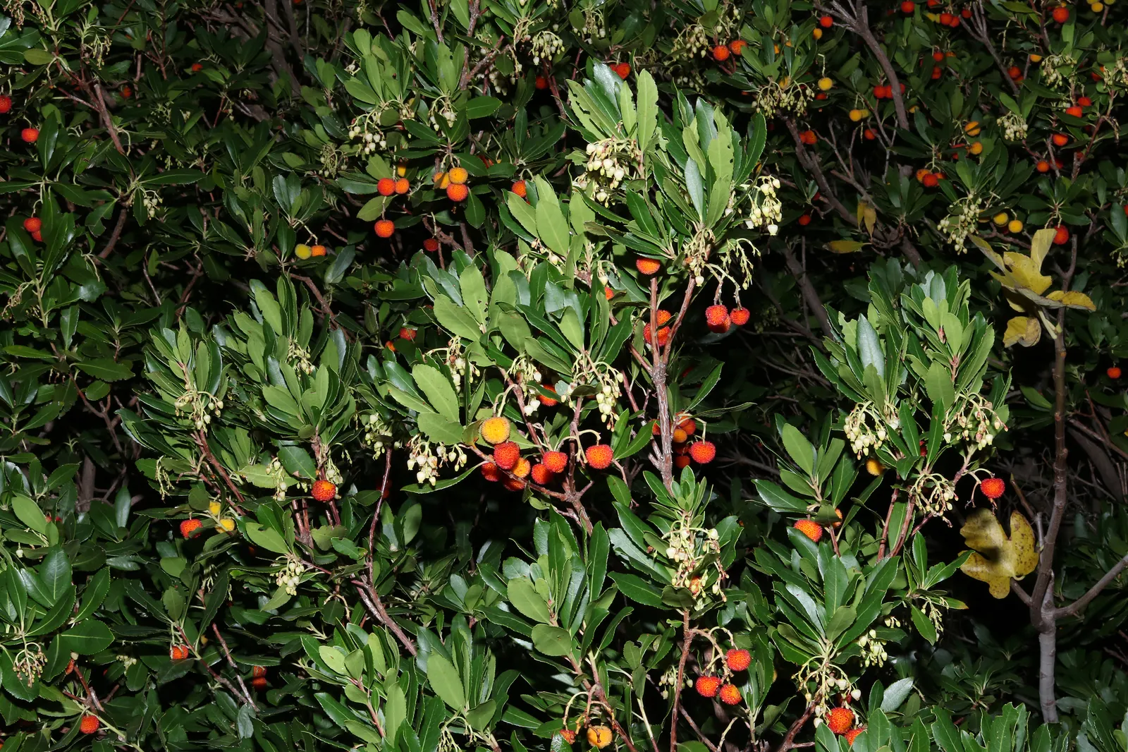 Pacific Madrone (Arbutus Menziesii) — It grows 50-100 ft tall and 20-30 ft wide; multi-hued visual texture that is especially pronounced during late spring and