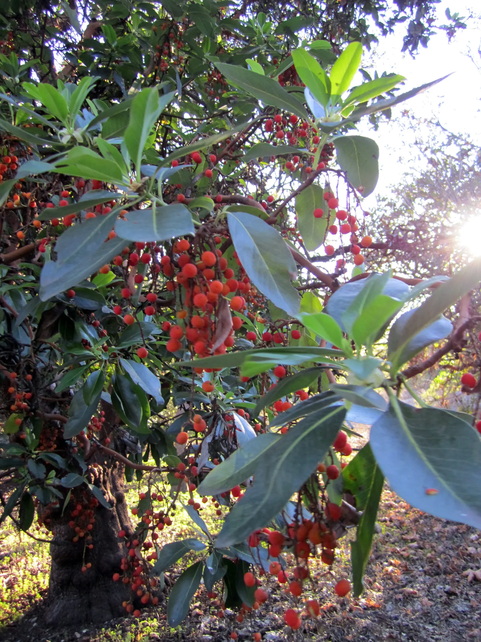 Pacific Madrone (Arbutus Menziesii) — providing year-round interest and a habitat for beneficial fauna