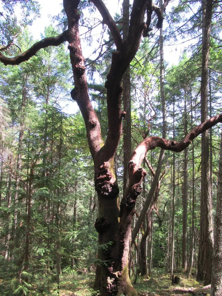 Pacific Madrone (Arbutus Menziesii) — The Pacific Madrone (Arbutus menziesii) is a captivating evergreen tree; dark green upper surface and a paler underside