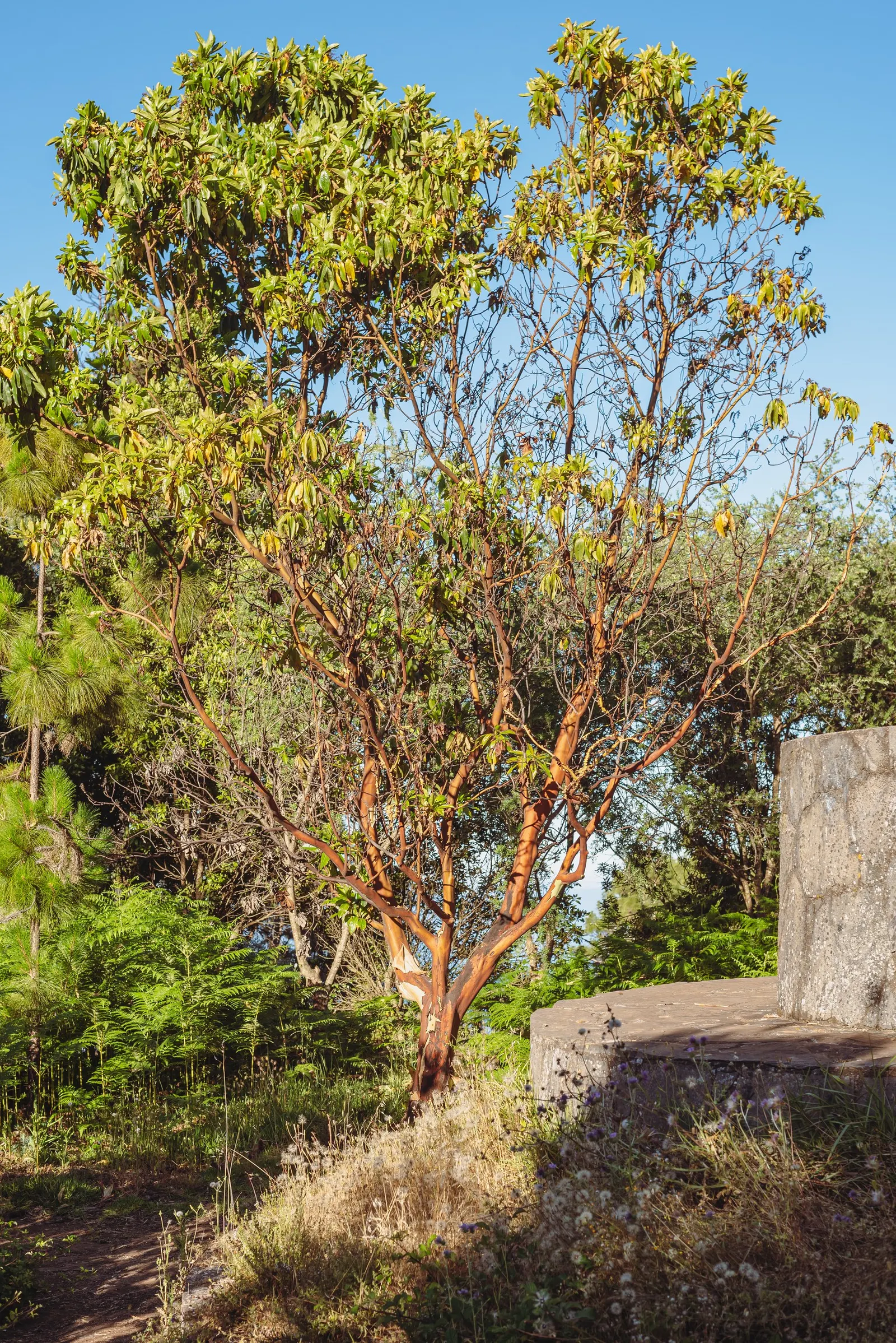 Pacific Madrone (Arbutus Menziesii) — illustrating moderate drought tolerance once established