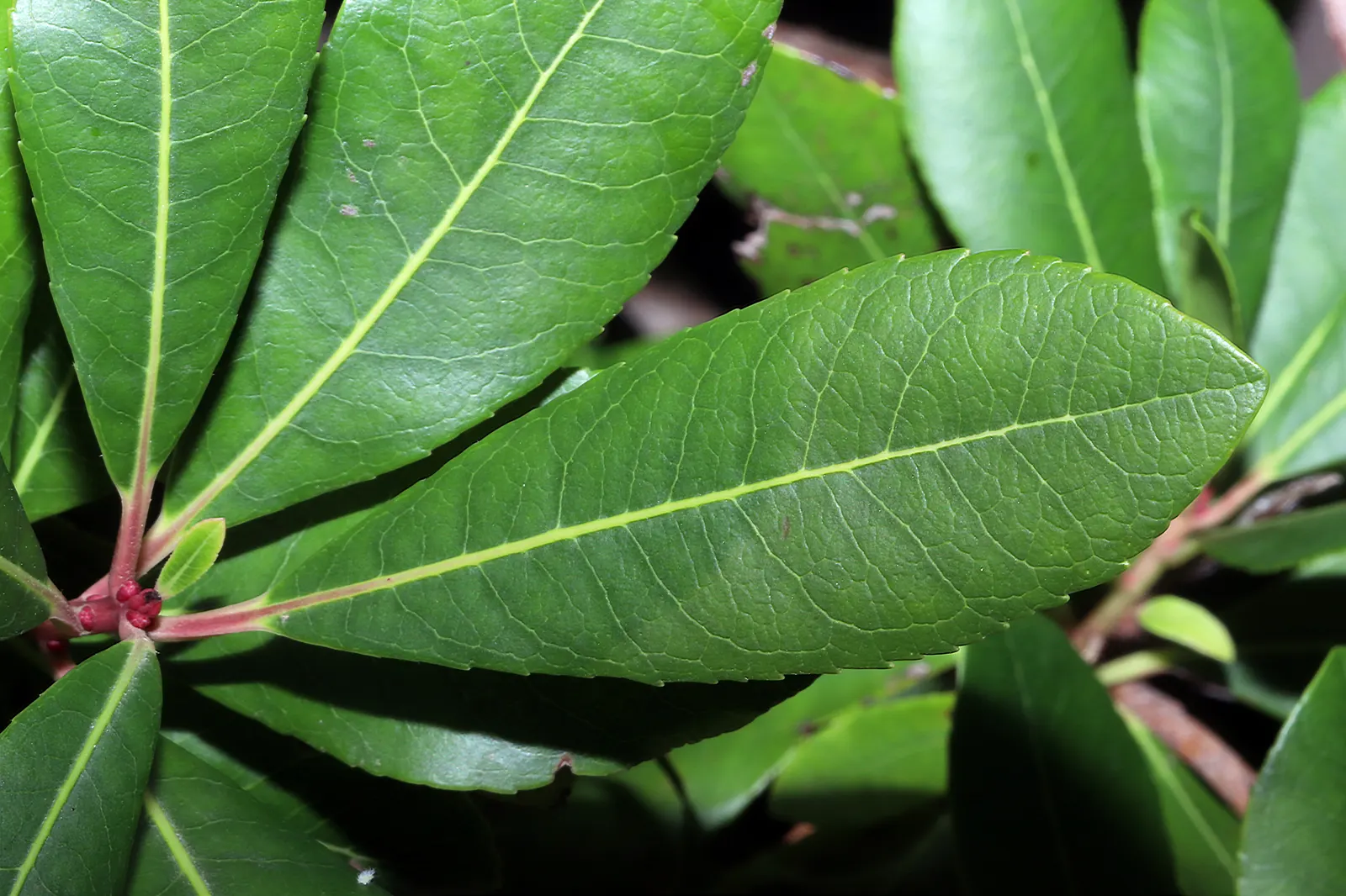 Pacific Madrone (Arbutus Menziesii) — This striking specimen surely will be a highlight within the client's garden; the Pacific Madrone (Arbutus, image 92
