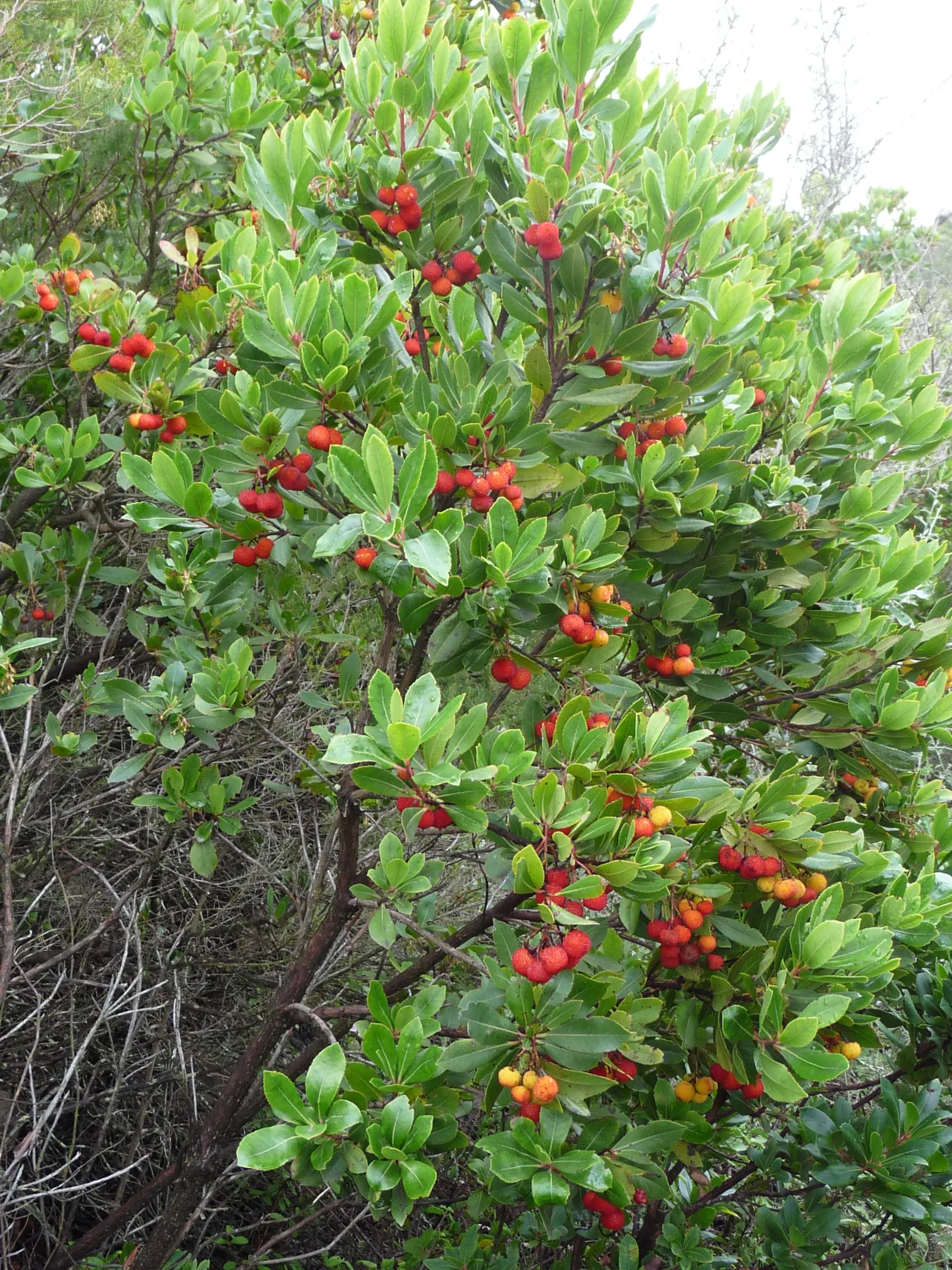 Pacific Madrone (Arbutus Menziesii) — oblong leaves measuring 3 to 6 inches long; celebrated for its unique appearance and adaptability