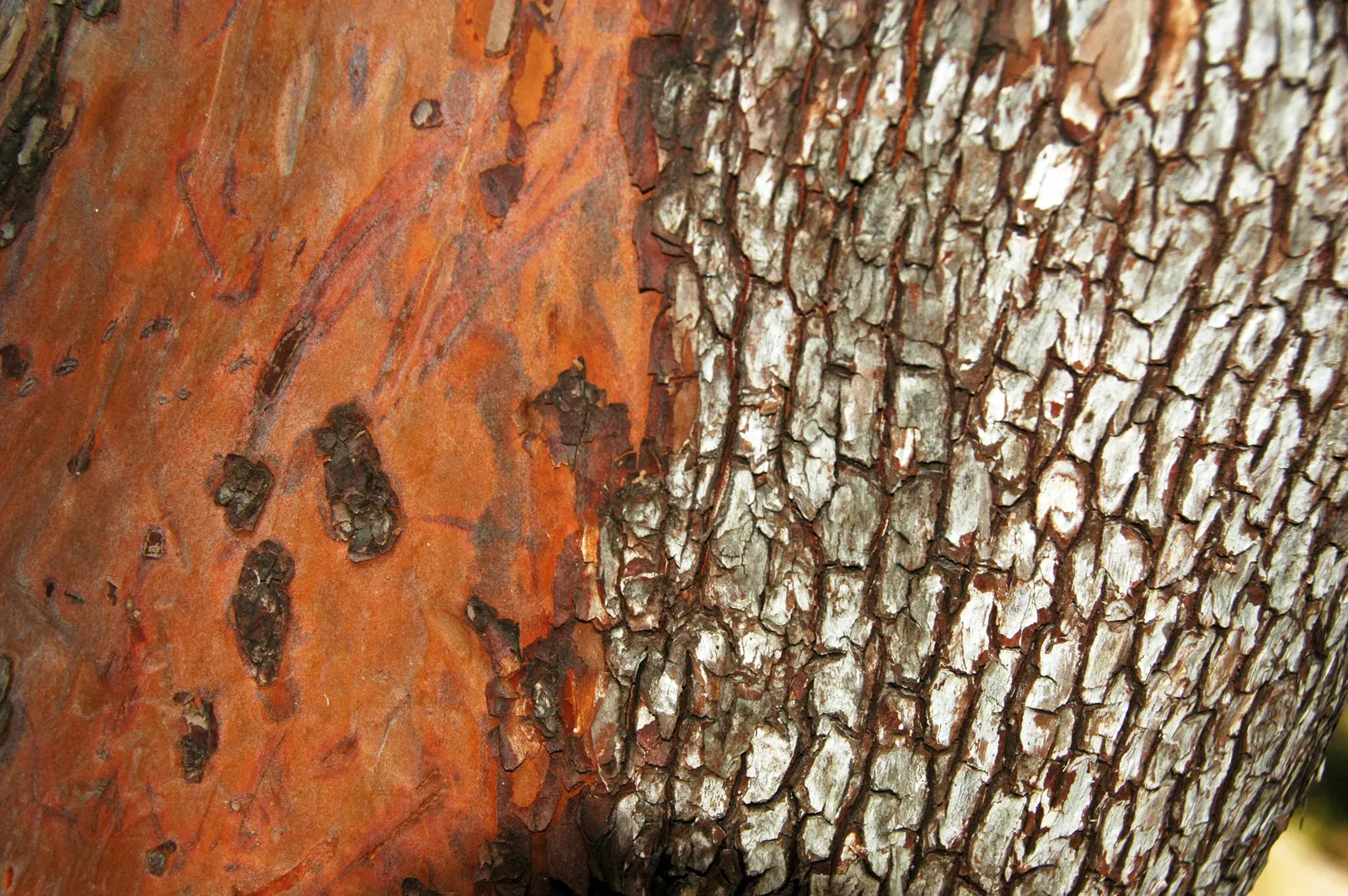 Pacific Madrone (Arbutus Menziesii) — attracting hummingbirds and bees; white flowers in the garden, image 87
