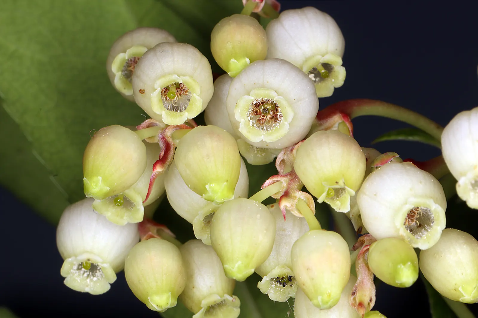 Pacific Madrone (Arbutus Menziesii) — followed by orange-red berries