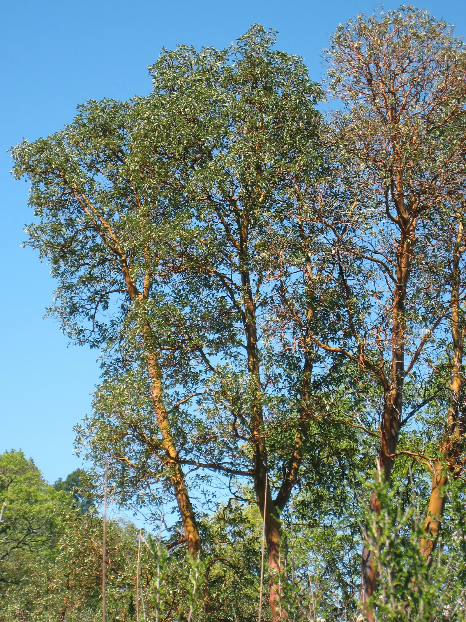 Pacific Madrone (Arbutus Menziesii) — the tree produces orange-red berries