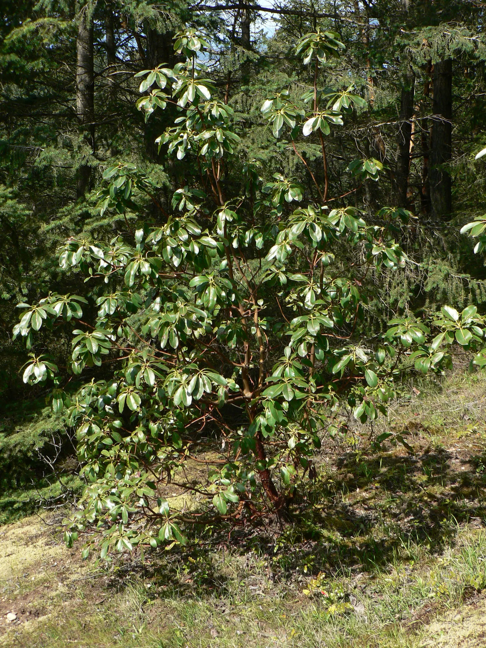 Pacific Madrone (Arbutus Menziesii) — Regular watering is essential during the young tree phase