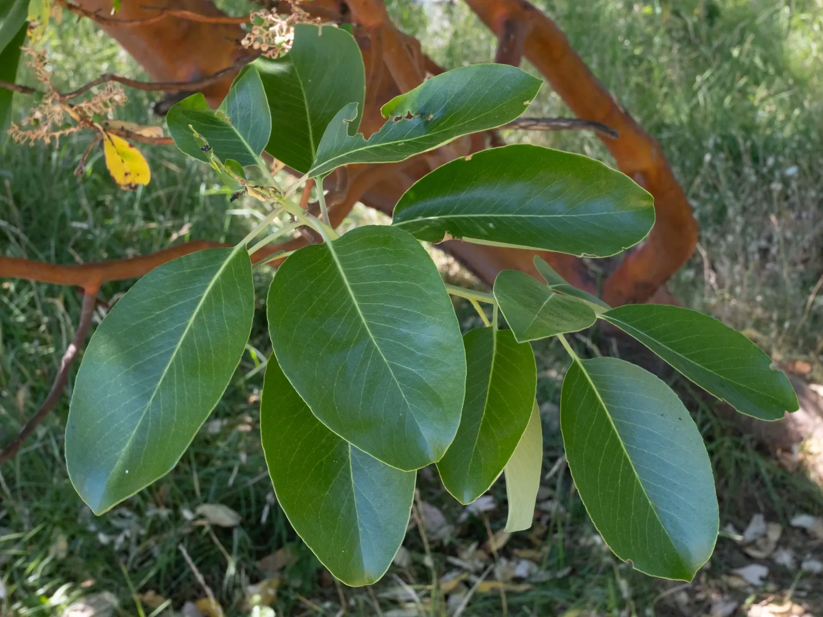 Pacific Madrone (Arbutus Menziesii) — shrub / tree with white blooms; white or pale pink flowers emerge