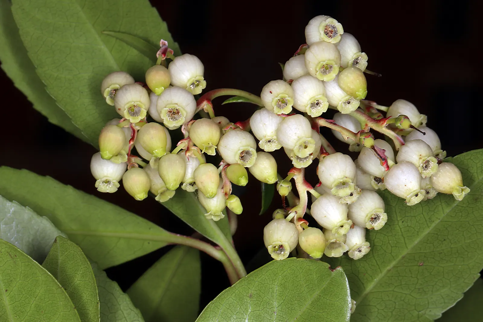 Pacific Madrone (Arbutus Menziesii) — This striking specimen surely will be a highlight within the client's garden