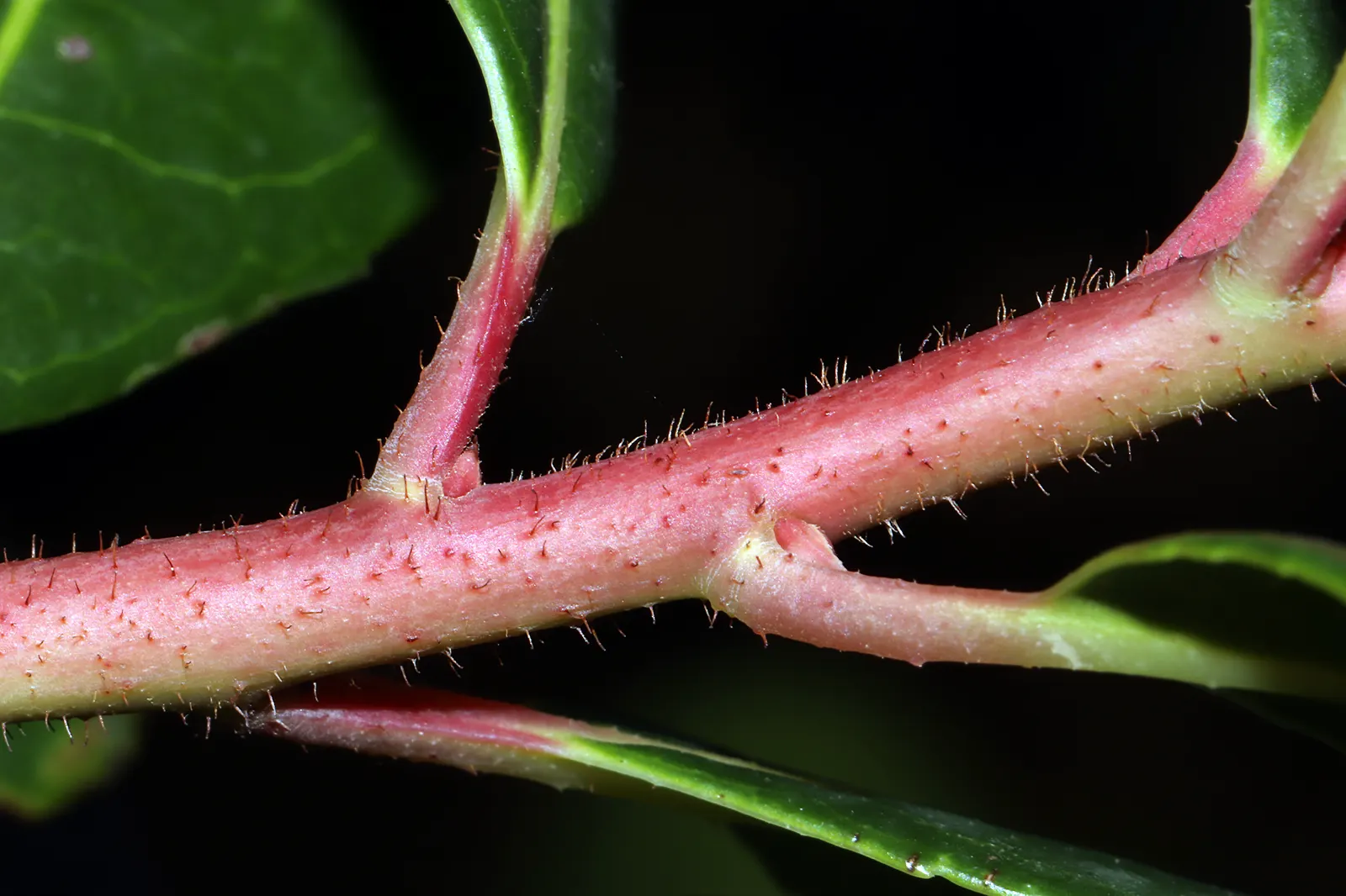 Pacific Madrone (Arbutus Menziesii) — <br><br>The foliage consists of leathery; followed by orange-red berries