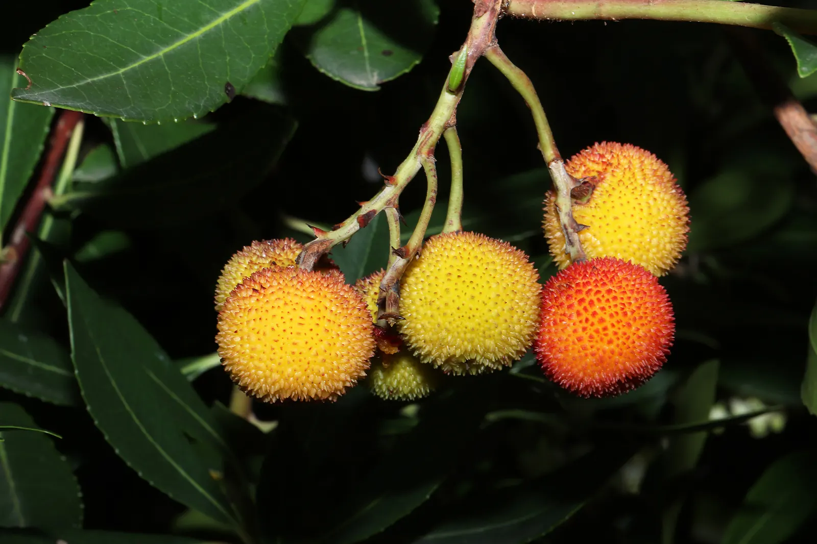 Pacific Madrone (Arbutus Menziesii) — with a spread of 20 to 30 feet at maturity; adds year-round interest and wildlife value, image 111