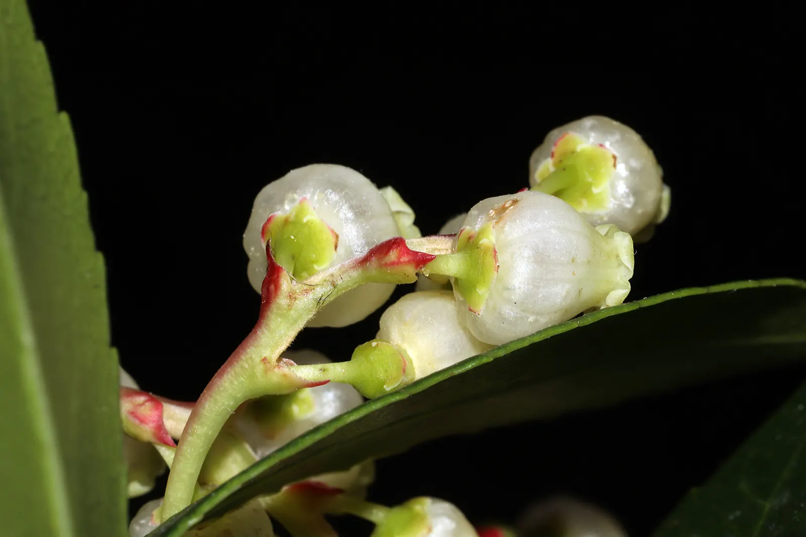 Pacific Madrone (Arbutus Menziesii) — The Pacific Madrone (Arbutus menziesii) is a captivating evergreen tree