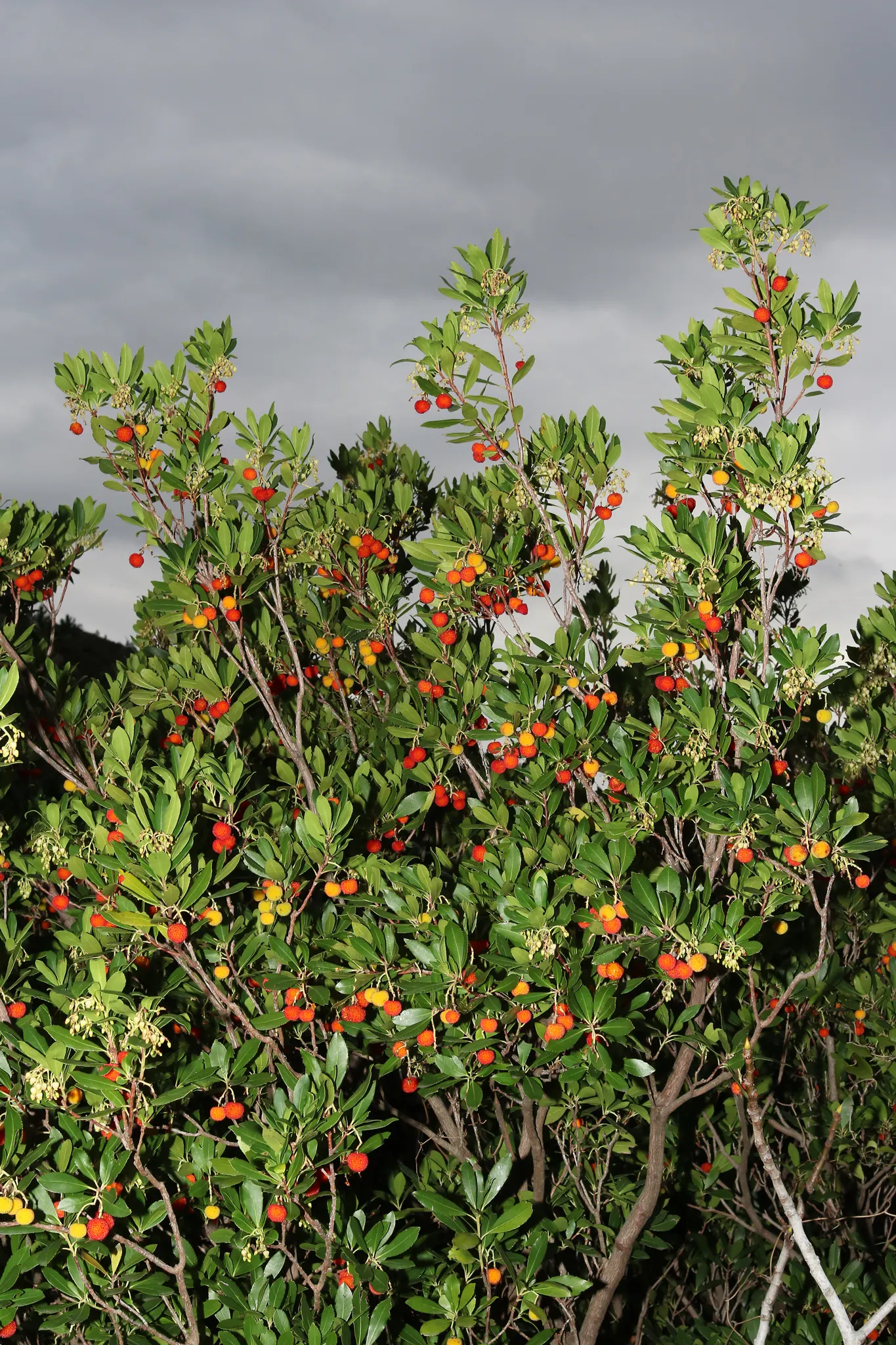 Pacific Madrone (Arbutus Menziesii) — transitioning to minimal watering regimen once established; <br><br>The foliage consists of leathery
