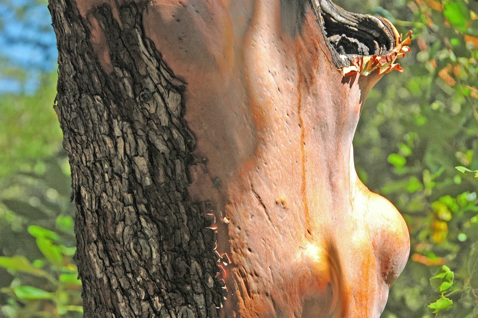 Pacific Madrone (Arbutus Menziesii) — It grows 50-100 ft tall and 20-30 ft wide