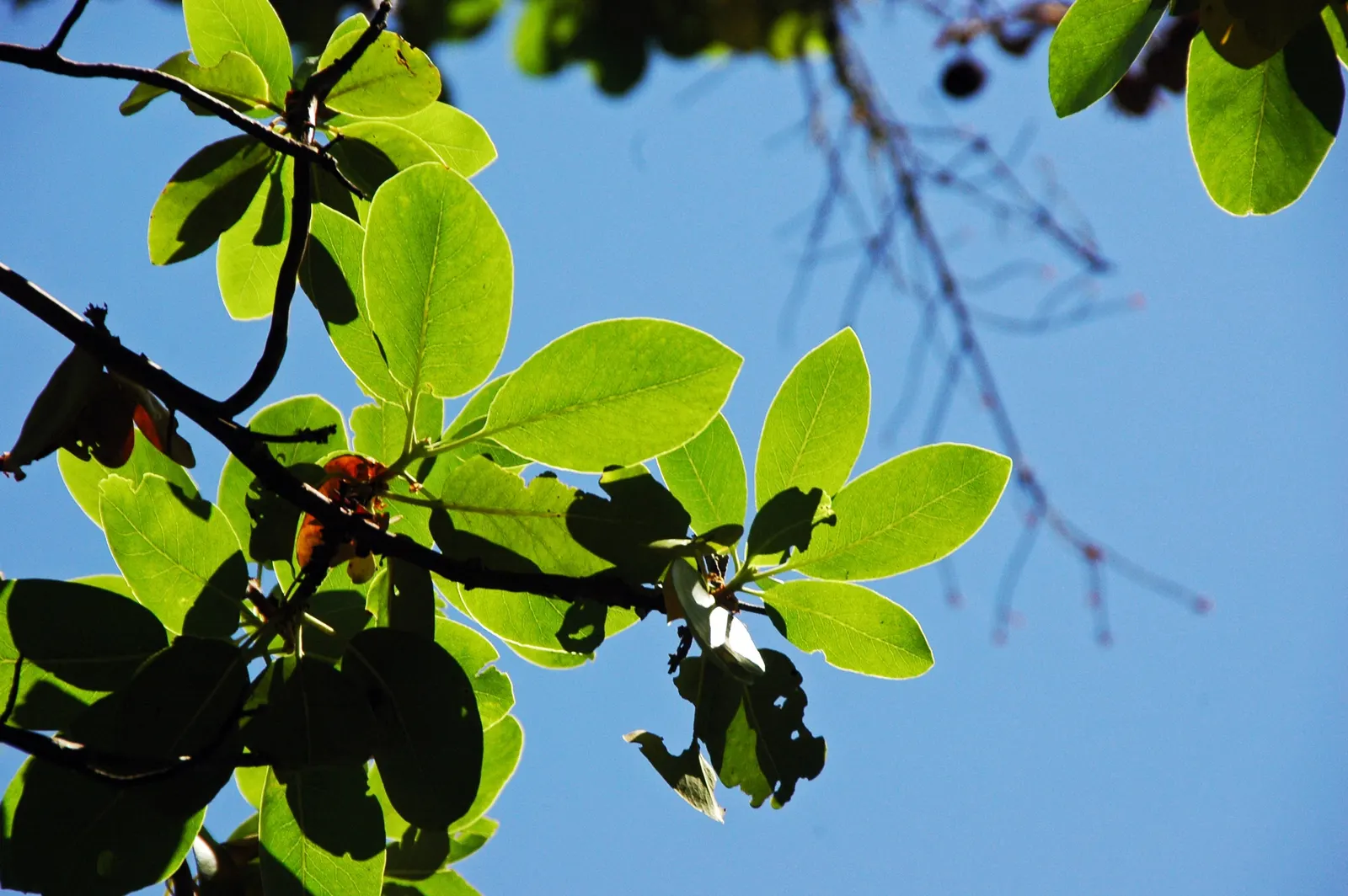 Pacific Madrone (Arbutus Menziesii) — Their reddish-brown bark peels away in thin layers; it requires full sun to partial shade to, image 80