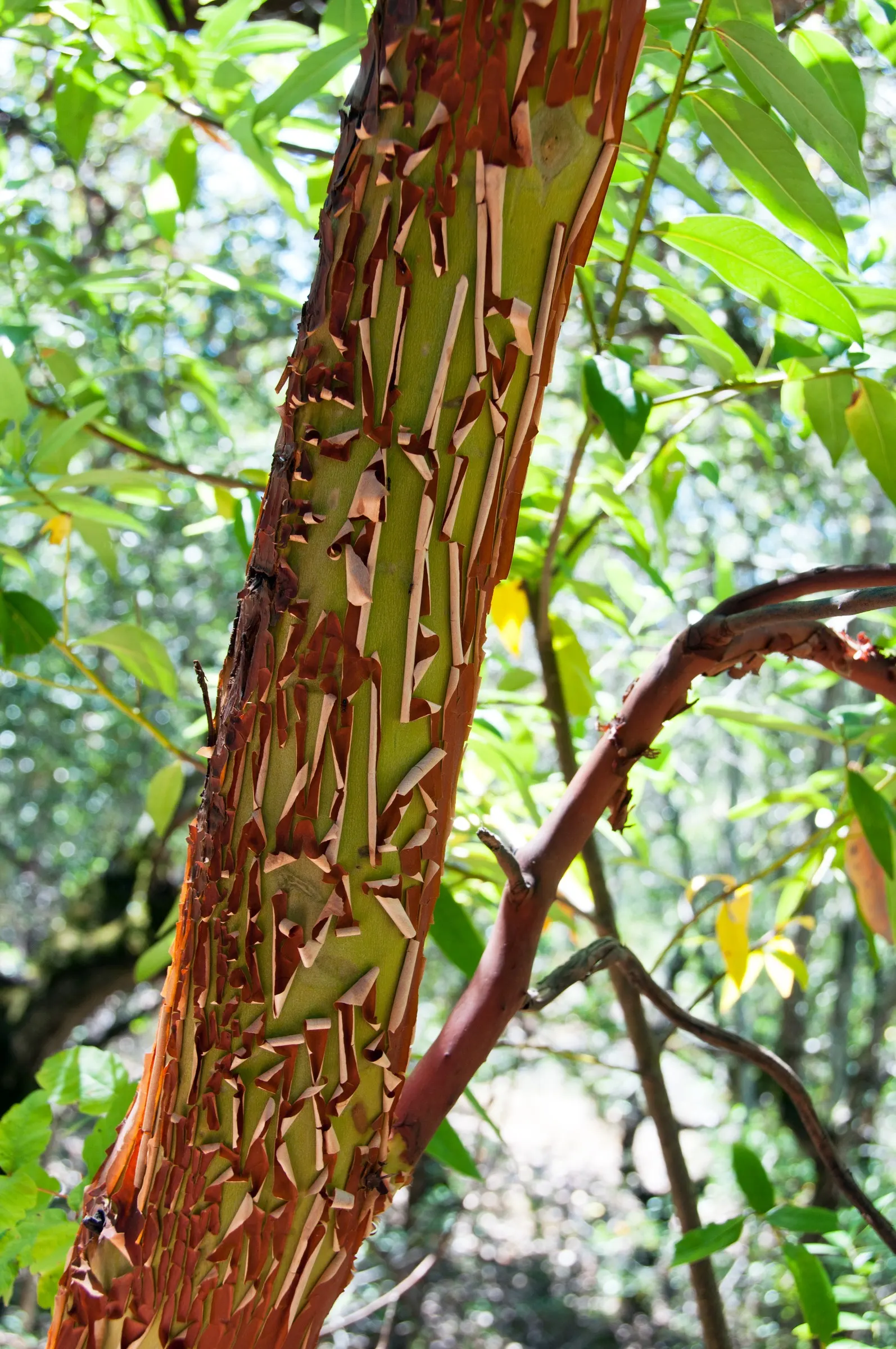 Pacific Madrone (Arbutus Menziesii) — Ideal for large spaces and native plant landscapes; pacific Madrones grow to a height of 50 to 100 feet