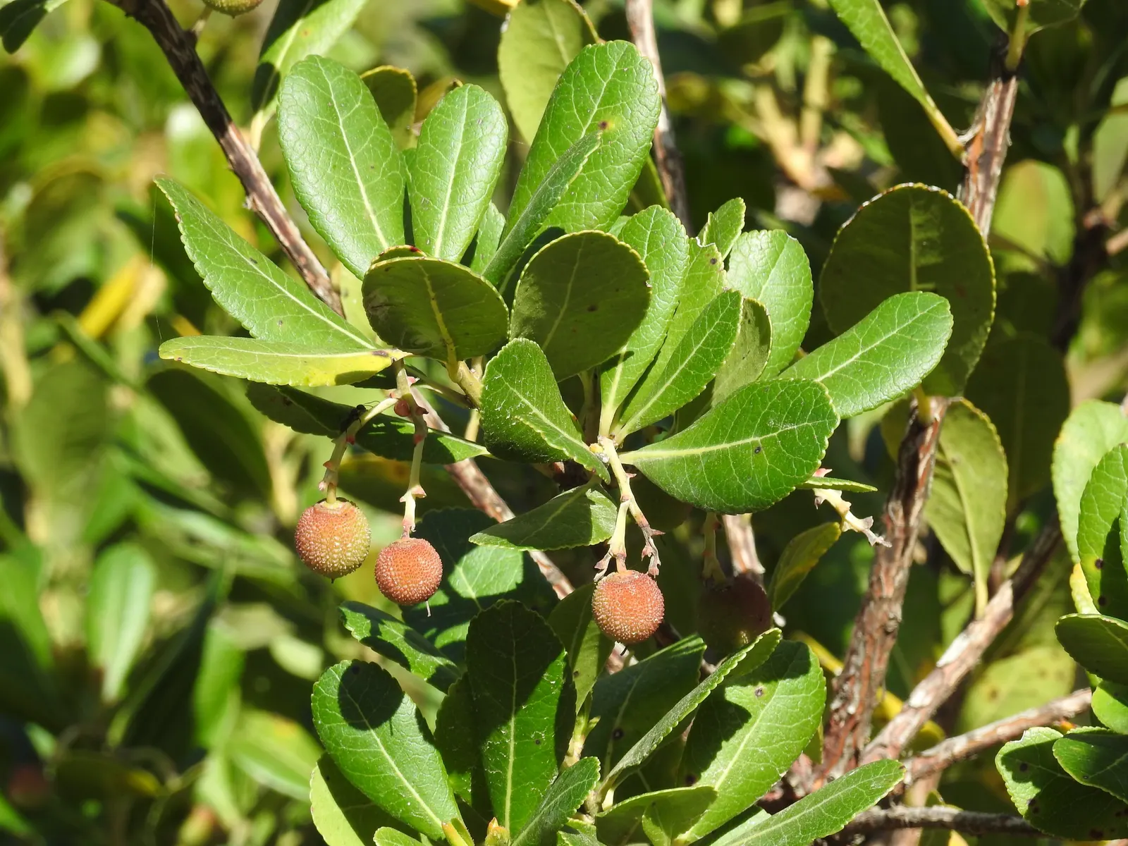 Pacific Madrone (Arbutus Menziesii) — This native to the North American Pacific Coast thrives in USDA zones 7 through 9; ideal for an architecturally