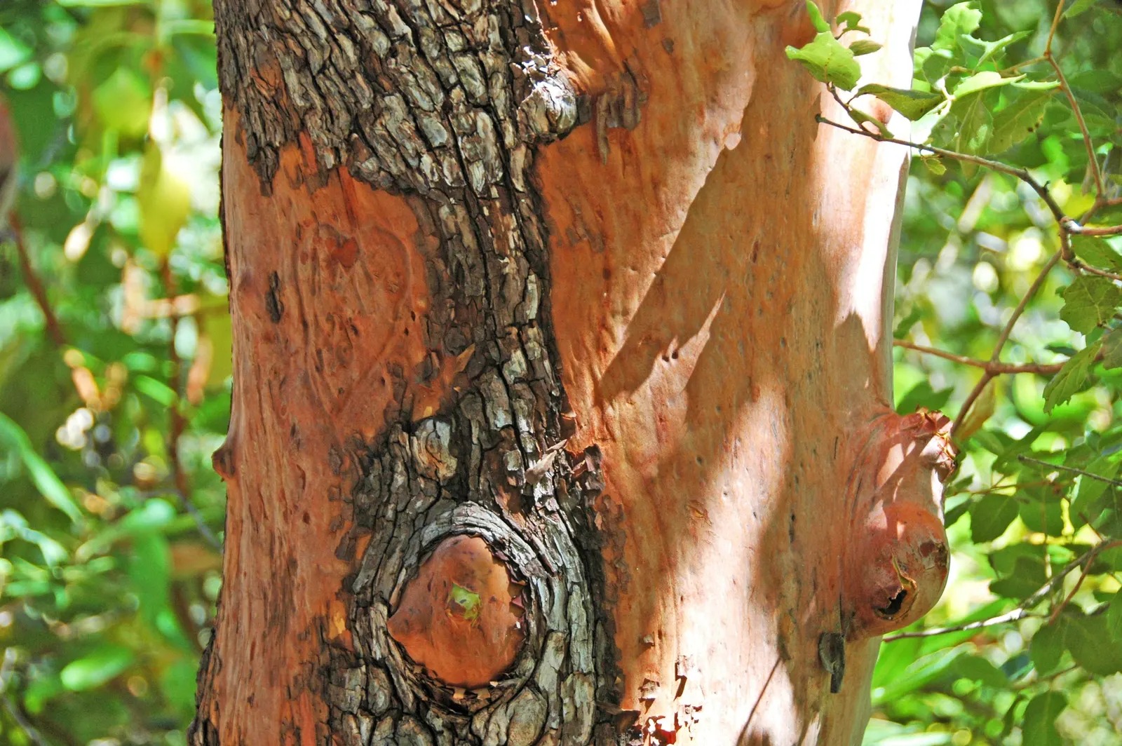 Pacific Madrone (Arbutus Menziesii) — It requires full sun to partial shade to flourish.<br><br>Characteristically