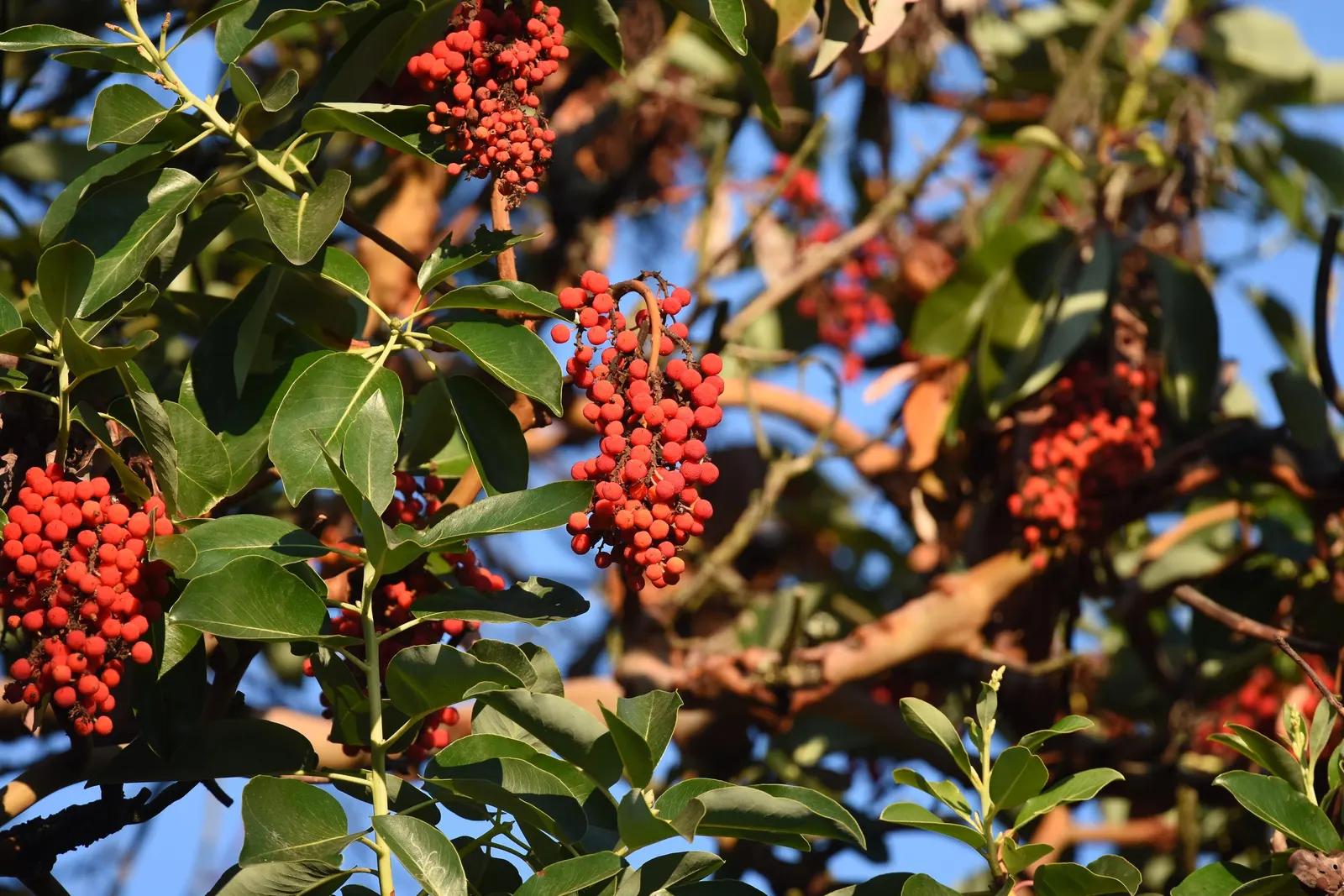 Pacific Madrone (Arbutus Menziesii) — Pacific Madrones grow to a height of 50 to 100 feet; shrub / tree with white blooms