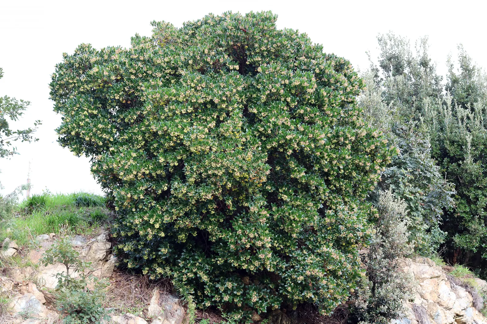 Pacific Madrone (Arbutus Menziesii) — the tree produces orange-red berries; provide ample space to showcase its sculptural form and peeling bark