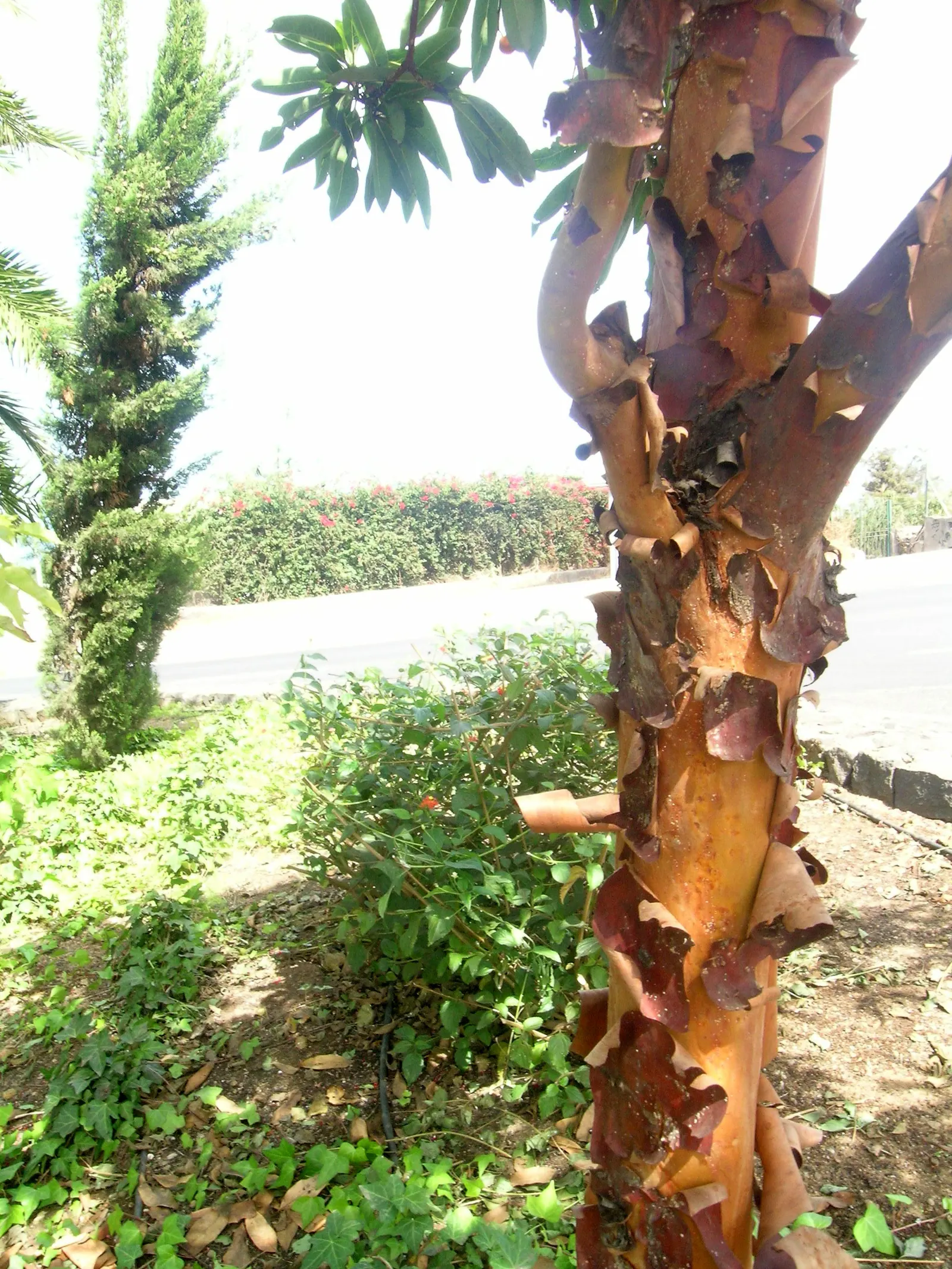 Pacific Madrone (Arbutus Menziesii) — This native to the North American Pacific Coast thrives in USDA zones 7 through 9; ideal for an, image 75
