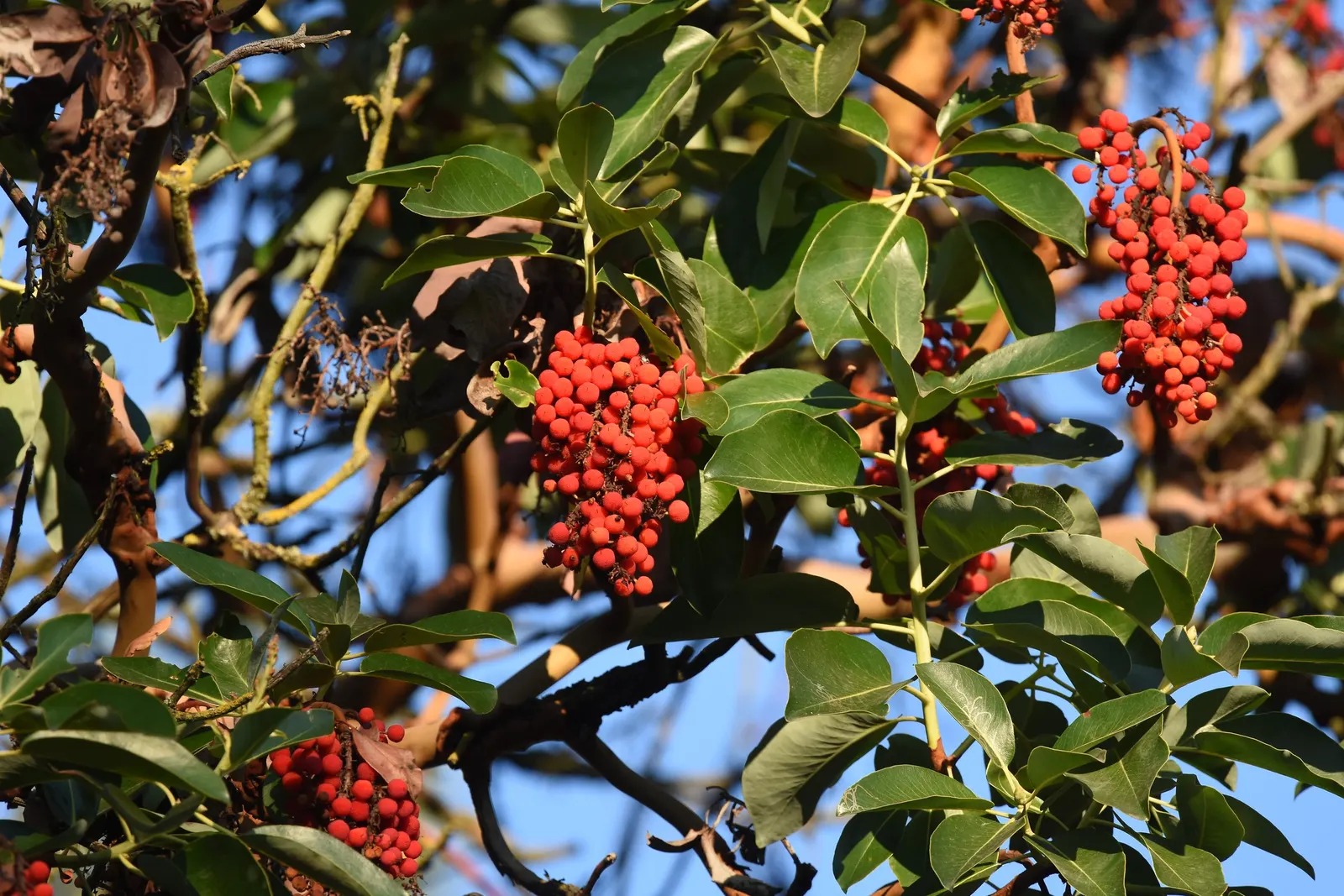 Pacific Madrone (Arbutus Menziesii) — white or pale pink flowers emerge; attracting hummingbirds and bees