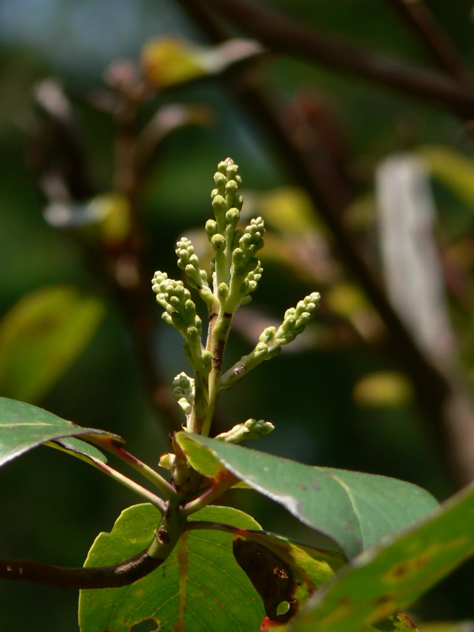 Pacific Madrone (Arbutus Menziesii) — followed by orange-red berries; this native to the North American Pacific Coast thrives in USDA zones 7 through 9