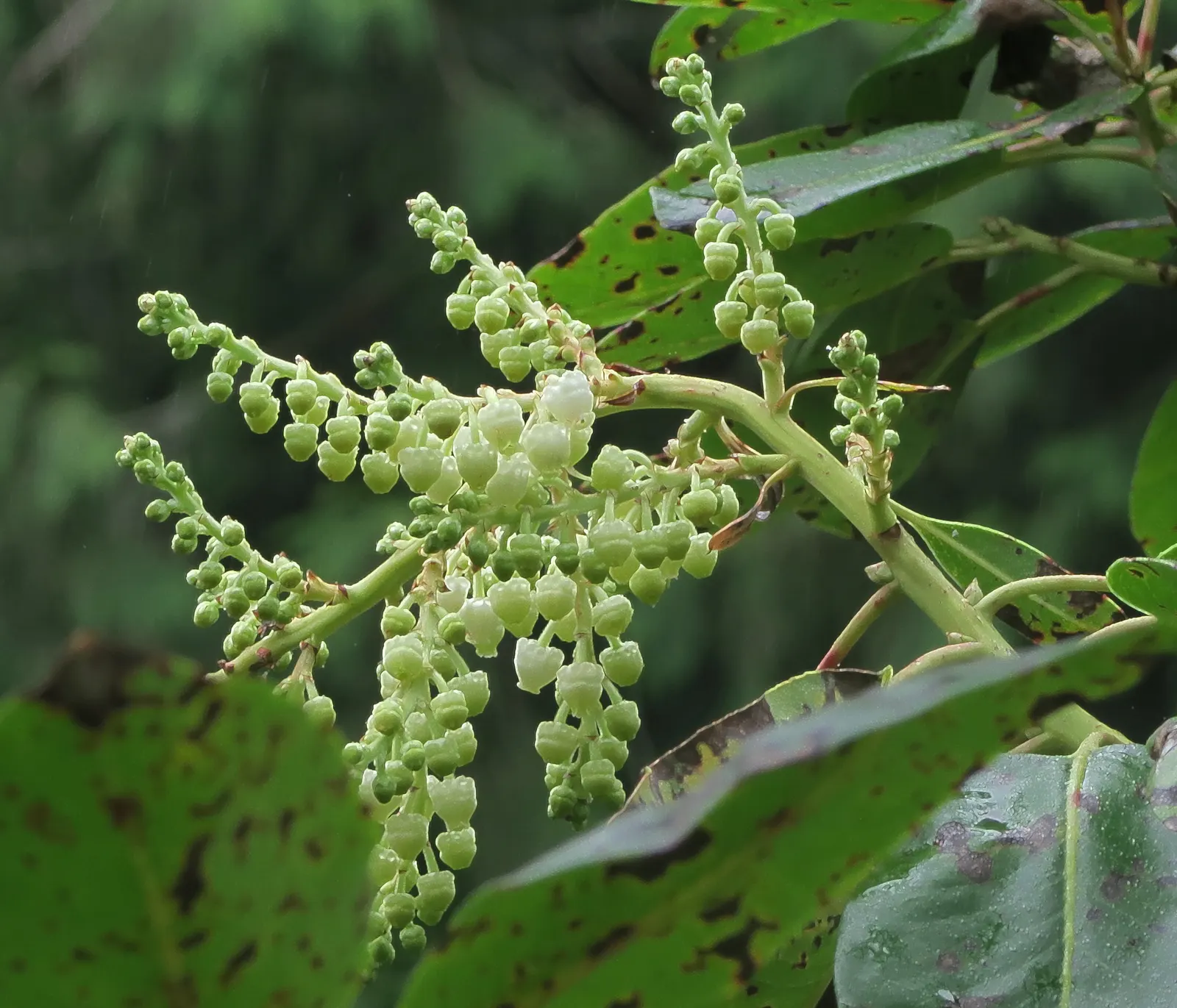 Pacific Madrone (Arbutus Menziesii) — white flowers in the garden