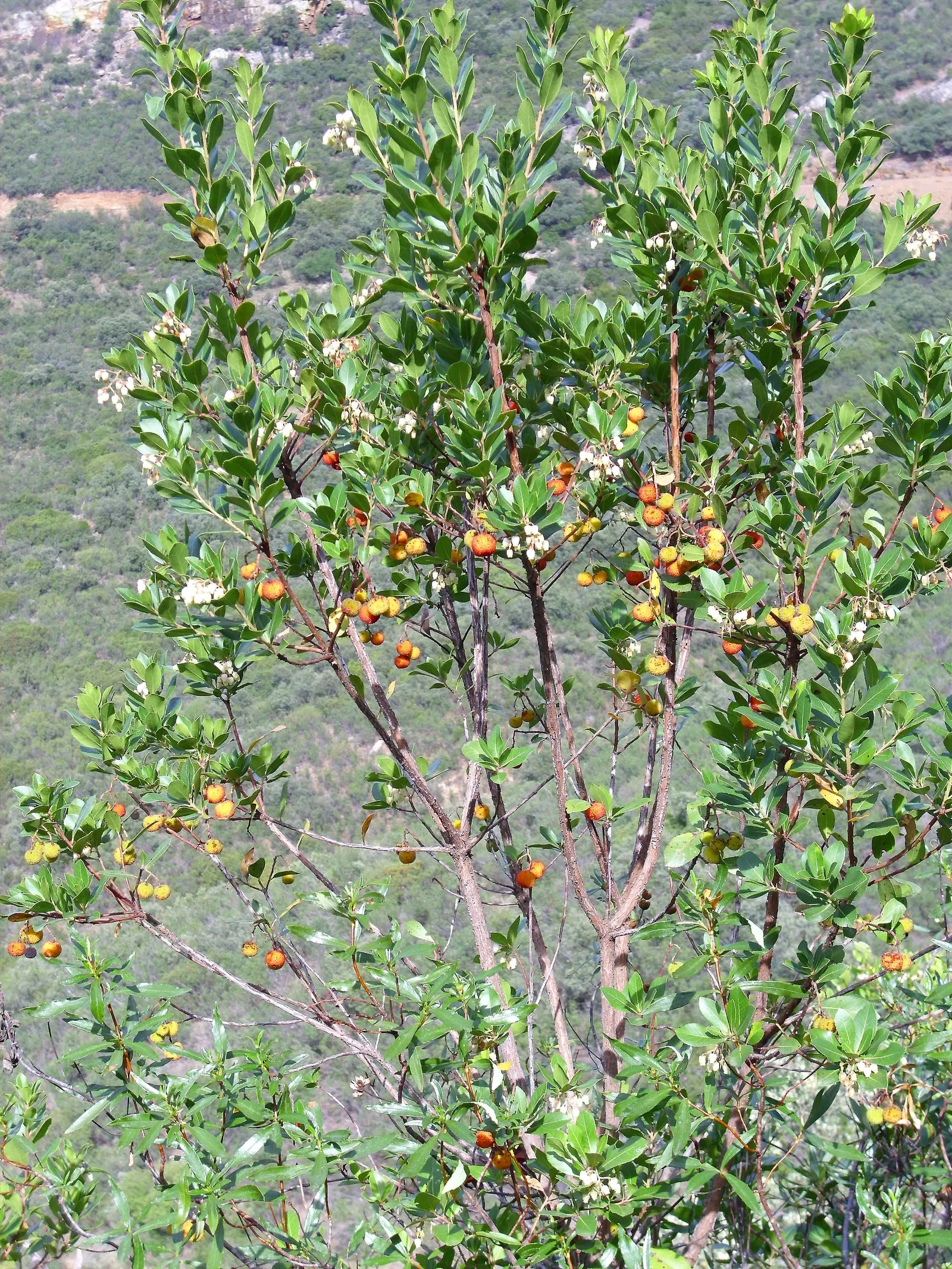 Pacific Madrone (Arbutus Menziesii) — The Pacific Madrone (Arbutus menziesii) is an evergreen with striking features: glossy green leaves