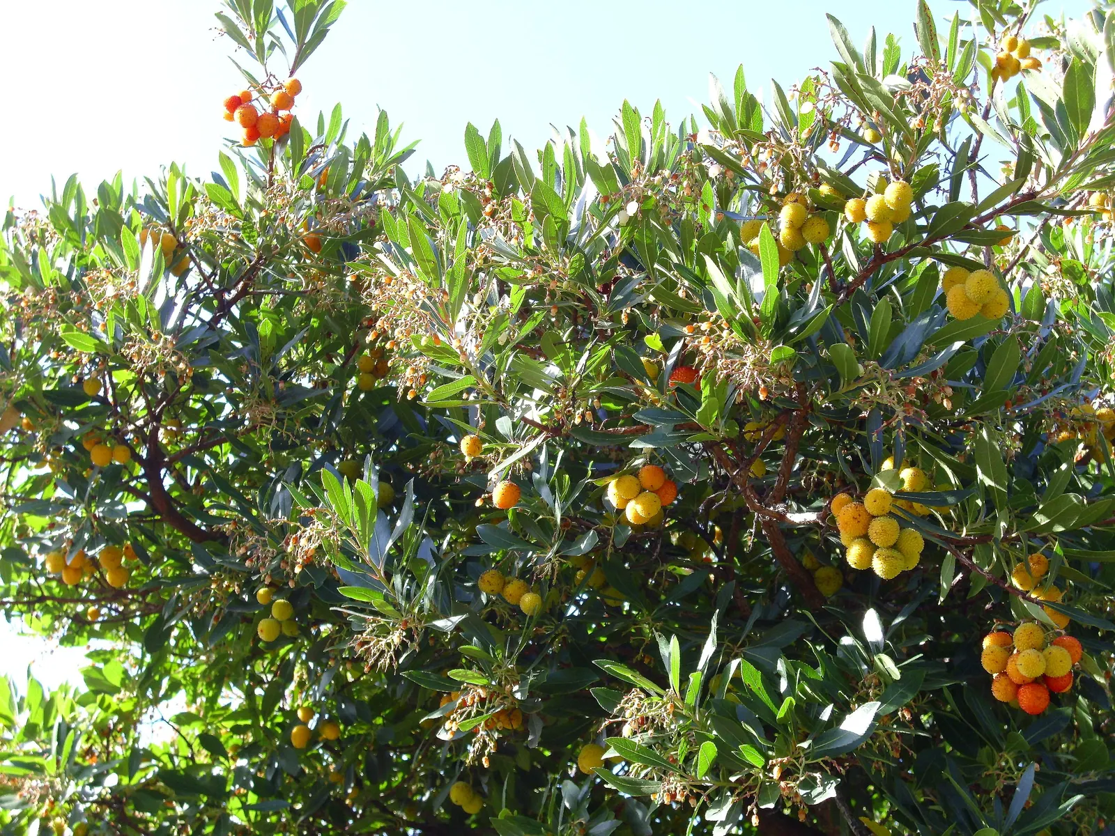 Pacific Madrone (Arbutus Menziesii) — The Pacific Madrone (Arbutus menziesii) is a captivating evergreen tree; dark green upper surface and a paler, image 72