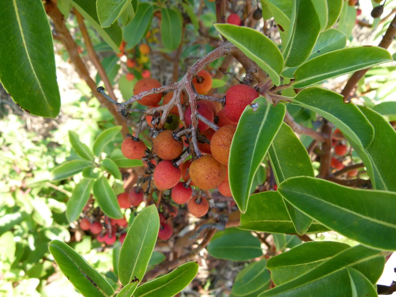 Pacific Madrone (Arbutus Menziesii) — ideal for an architecturally interesting focal point in your landscape