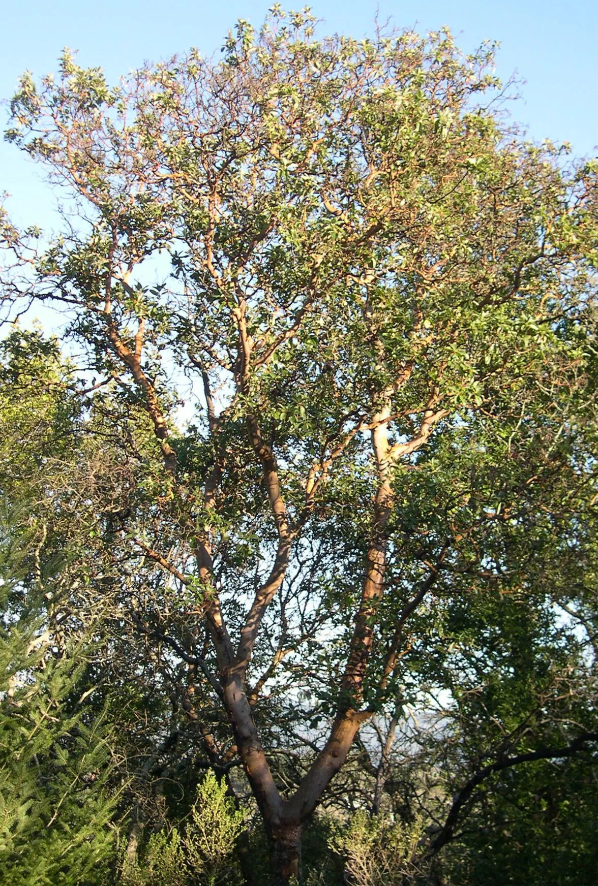 Pacific Madrone (Arbutus Menziesii) — Regular watering is essential during the young tree phase; illustrating moderate drought tolerance once established