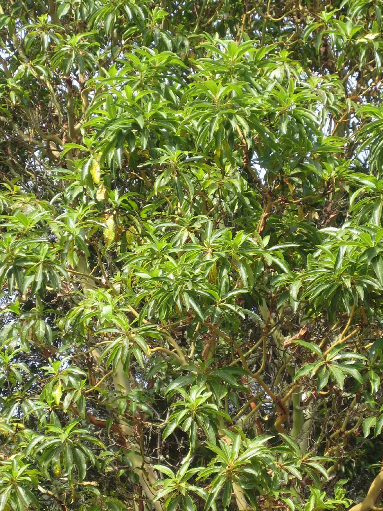 Pacific Madrone (Arbutus Menziesii) — with a spread of 20 to 30 feet at maturity; adds year-round interest and wildlife value